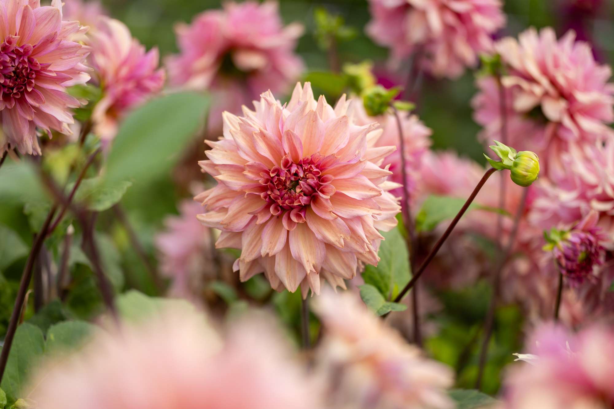 Dahlia 'La Belle Epoque'